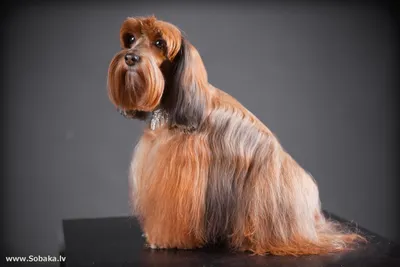 Петербургская орхидея 🐶 — описание, фото, характер и все о породе орхидея  на Pet Guide🐾
