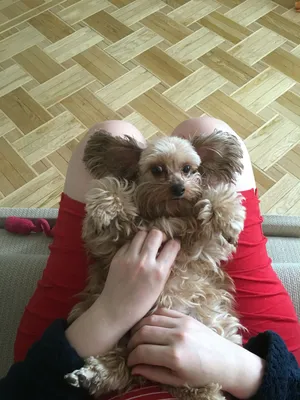 Йорк, мальтезе, орхидея