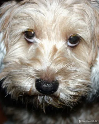 Петербургская орхидея 🐶 — описание, фото, характер и все о породе орхидея  на Pet Guide🐾