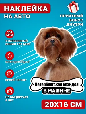 Петербургская орхидея - «Замечательная собака-компаньон для души и семьи» |  отзывы