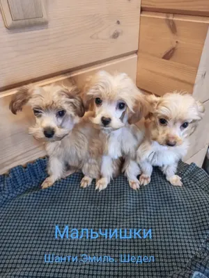 Пропала собака Петербургская орхидея, чипирована, СПб | Pet911.ru