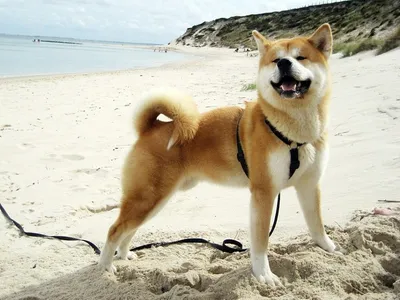 Фотографии собак | Акита-ину, Собака породы акита, Фотографии собак