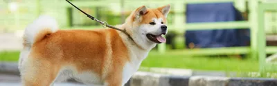 Dogi блог » Акита Ину (Akita Inu) Информация о породе собак, фотографии,  характеристики, темперамент и факты - Dogi Blog