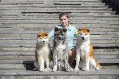 Сегодня день 🐾🐾🐾 Акита-ину – это японская порода собак, которая  появилась на острове Хонсю. Порода акита-ину является крупнейшей японской…  | Instagram