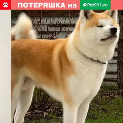 Акита Ину (Akita Inu) - легендарная порода собак родом из Японии. Описание,  отзывы, питомники.