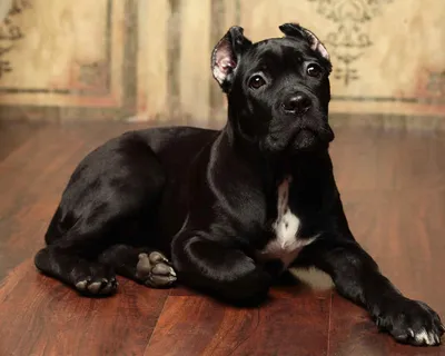 Кане корсо: фото, характер, щенки, стандарты, все о породе собак кане корсо  | Блог зоомагазина Zootovary.com