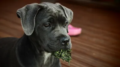 Кане корсо (Cane Corso) – это бесстрашная и очень преданная порода собак.  Описание, фото, отзывы владельцев.