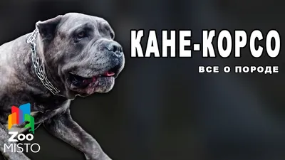 В Южной Осетии впервые откроется питомник итальянских собак кане-корсо »  АЛАНИЯинформ
