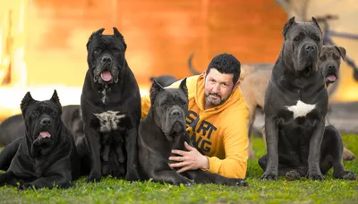 Кане корсо (Cane Corso) – это бесстрашная и очень преданная порода собак.  Описание, фото, отзывы владельцев.