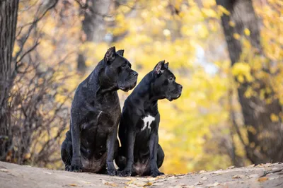 Две красивые большие черные собаки породы итальянского тростника Корсо  Стоковое Фото - изображение насчитывающей природа, обслуживание: 165965130