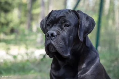 Какая нужна будка Кане Корсо (cane corso)?