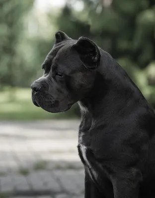 Кане-корсо разрекламированная порода | Собака с кинологом | Дзен