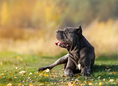 тростниковый корсо породы черных собак лежит на земле Стоковое Фото -  изображение насчитывающей лабрадор, природа: 219303072