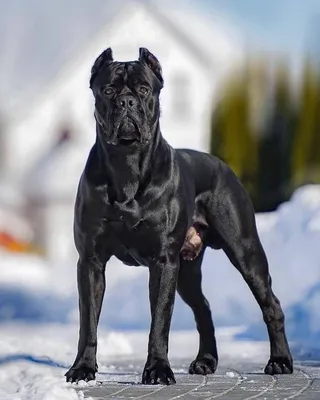 Кане корсо (Cane Corso) – это бесстрашная и очень преданная порода собак.  Описание, фото, отзывы владельцев.