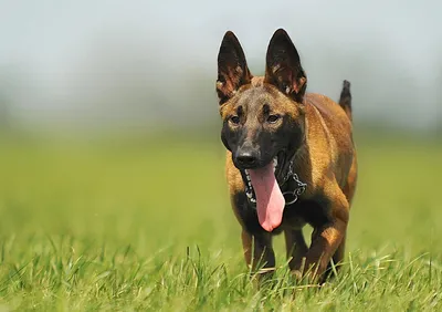 Бельгийская овчарка малинуа (Belgian Shepherd Malinois) - это очень умная,  энергичная, бдительная порода собак. Описание, фото и отзывы.