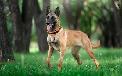 Как подготовиться к появлению у вас щенка малинуа — Belgian malinois and  dog training center