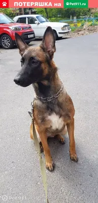 Собака (в частности, малинуа) и путешествия — Belgian malinois and dog  training center