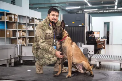 SS.LV Собаки, щенки - Бельгийская овчарка (Малинуа) Tīršķirnes Malinois  dzimis 23.01.2023 одна zvaniet, письма mājām - Объявления - Объявления