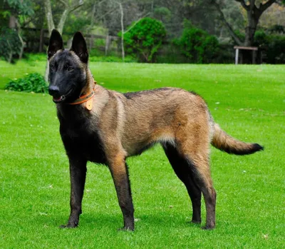 Бельгийская овчарка малинуа (Belgian Shepherd Malinois) - это очень умная,  энергичная, бдительная порода собак. Описание, фото и отзывы.