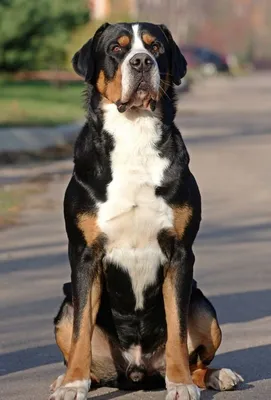 Энтлебухер зенненхунд собака: фото, характер, описание породы