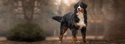 Собака породы зенненхунд фото фотографии