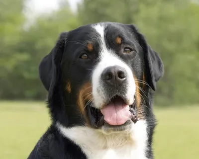 Большой швейцарский зенненхунд - это большая и сильная собака для охраны и  защиты, которая обожает детей.