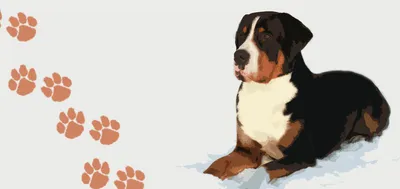 Бернский зенненхунд - описание породы собак: характер, особенности  поведения, размер, отзывы и фото - Питомцы Mail.ru