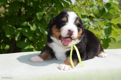 Швейцарская порода собаки Бернский зенненхунд (Berner Sennenhund.