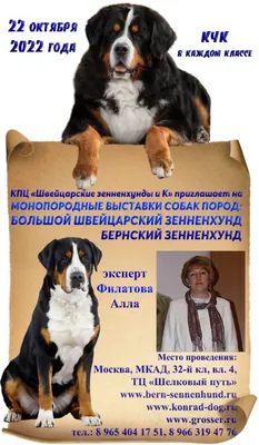 Большой швейцарский зенненхунд ГРОСС. Виды зенненхундов | Кому подойдет порода  зенненхунд? - YouTube