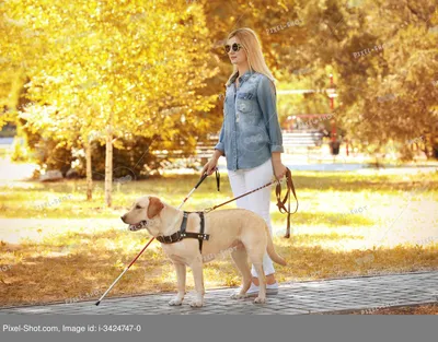 Собака-поводырь помогает слепой в парке :: Стоковая фотография ::  Pixel-Shot Studio