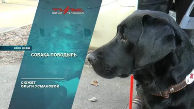 Настоящий друг Акс: собака-поводырь из Санкт-Петербург