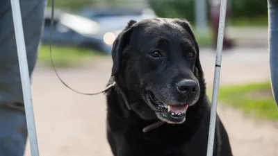 Вайт — мои глаза и свобода»: как в Новосибирске работают собаки-поводыри