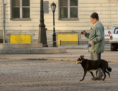 Собака-поводырь для людей с недостатком зрения | Sotsiaalkindlustusamet