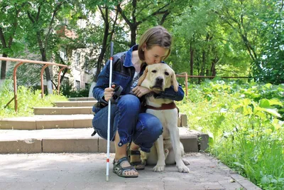 Собака-поводырь не является основным средством мобильности для незрячих –  эксперт ➜ ZMINA