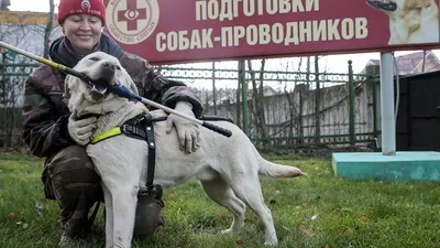 Университет\" для четвероногих: как воспитывают собак-помощников -  22.05.2016, Sputnik Беларусь