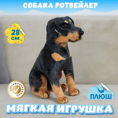 Скачать обои Собака, Ротвейлер, Оскал, Rottweiler, раздел собаки в  разрешении 1024x1024