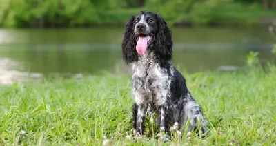 Русский охотничий спаниель - Hunting dog