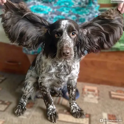 Русский охотничий спаниель (Russian spaniel) (Породы собак) русские собаки,  русские породы собак, русская спаниель, русски спаниель, русская охотничья  спаниель, щенки русской спаниели, щенки русского спаниеля Энциклопедия о  животных EGIDA.BY