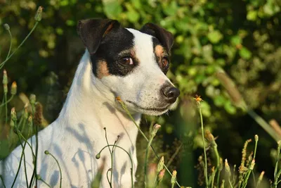 Джек-Рассел терьер (фото) - жизнерадостная порода собаки из фильма \"Маска\"  Смотри больше http://kot-pes.… | Terrier dog breeds, Loyal dog breeds, Jack  russell dogs