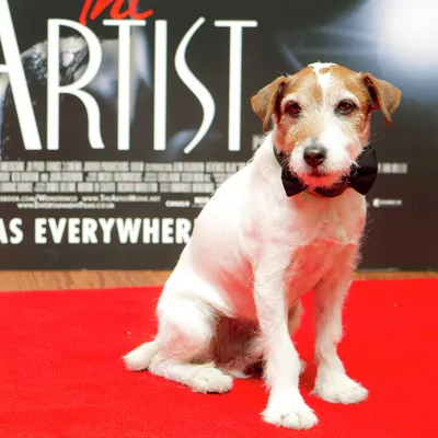 Джек-Рассел терьер (фото) - жизнерадостная порода собаки из фильма \"Маска\"  Смотри больше  http://kot-pes.com/dzhek-rassel-terer-foto-zhizneradostnaya-por… | Terrier