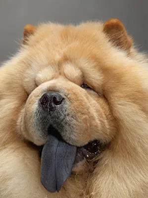 Собака с синим языком фото фотографии
