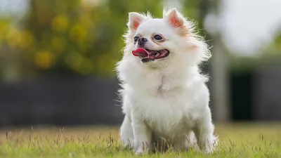 Почему собака умирает с открытыми глазами? | Dog Breeds | Дзен