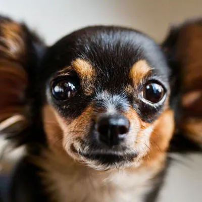 Порода собак с выпученными глазами - 81 фото