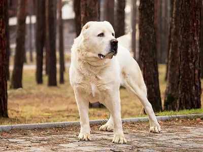 Алабай 🐕 как ухаживать, характеристика породы, размеры, клички, фото