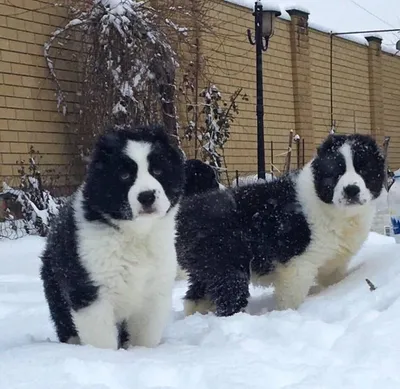 Пропала собака на Мирной улице, САО | Pet911.ru