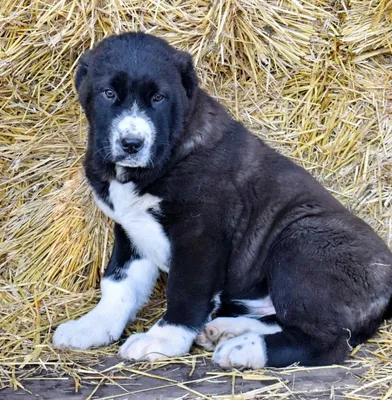 Продам щенка Алабая(САО), средне азиатская овчарка,: 10000 KGS ᐈ Собаки |  Бишкек | 66930012 ➤ lalafo.kg