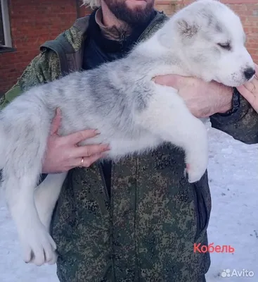 Алабай — описание породы собаки от А до Я