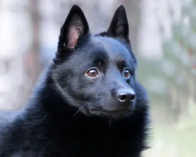 Шипперке (Schipperke) - это очень активная, преданная и игривая порода собак.  Отзывы, фото и описание породы.