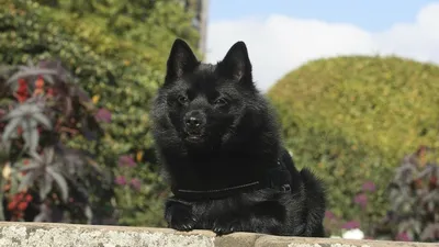 Шипперке собака: описание, характер, фото, цена