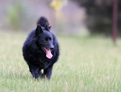 Шипперке (Schipperke) - это очень активная, преданная и игривая порода собак.  Отзывы, фото и описание породы.